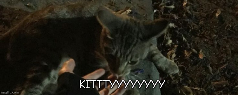 KITTTYYYYYYYY | made w/ Imgflip meme maker
