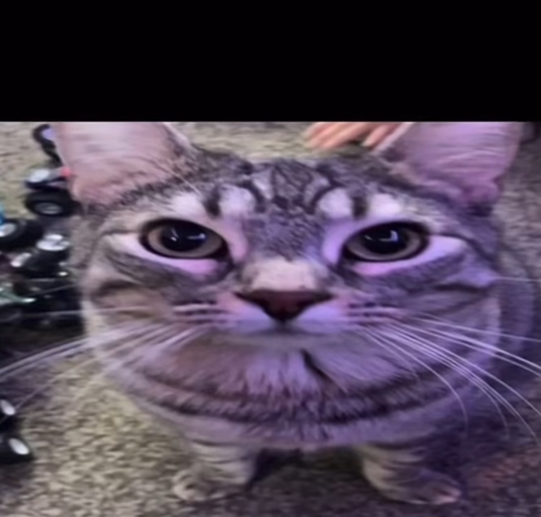 High Quality cat Blank Meme Template