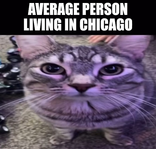 cat | AVERAGE PERSON LIVING IN CHICAGO | image tagged in cat | made w/ Imgflip meme maker