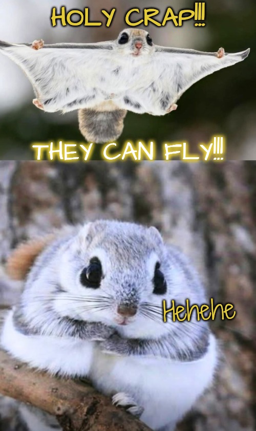 Who's Idea Was it to Give Them Wings?!?!?!!!!!! | HOLY CRAP!!! THEY CAN FLY!!! Hehehe | image tagged in rats can fly,is this a cosmic joke | made w/ Imgflip meme maker