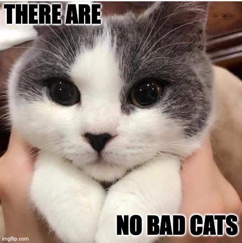There are no bad kitties. | THERE ARE; NO BAD CATS | image tagged in bad cat,cats,cat | made w/ Imgflip meme maker