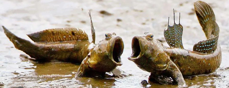High Quality Mudskipper Blank Meme Template
