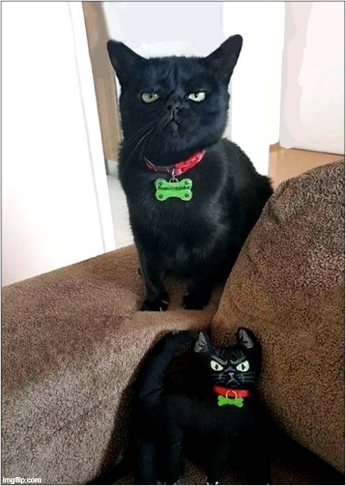 That Look: Dissatisfied ! | image tagged in cats,cushion,dissatisfied | made w/ Imgflip meme maker