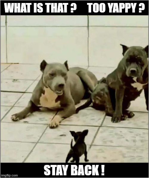 An Overconfident Chihuahua ? | WHAT IS THAT ?     TOO YAPPY ? STAY BACK ! | image tagged in dogs,pitbulls,chihuahua | made w/ Imgflip meme maker