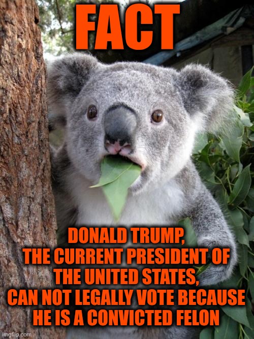 It's Illegal For CONVICTED FELONS To Vote | FACT; DONALD TRUMP,
THE CURRENT PRESIDENT OF THE UNITED STATES,
CAN NOT LEGALLY VOTE BECAUSE HE IS A CONVICTED FELON | image tagged in memes,surprised koala,maga,trump is a convicted felon,lock him up,nazis | made w/ Imgflip meme maker