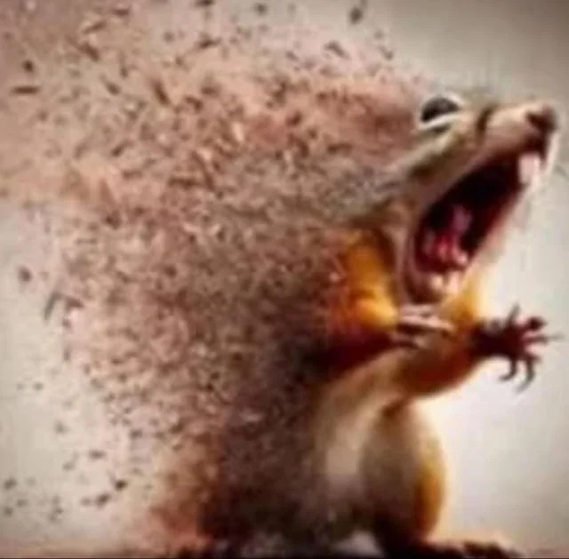 Discombobulating squirrel Blank Meme Template