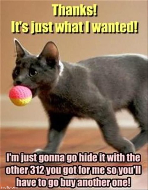 He’s run up a pretty significant bill at PetSmart… | image tagged in cats,another ball,buy more | made w/ Imgflip meme maker
