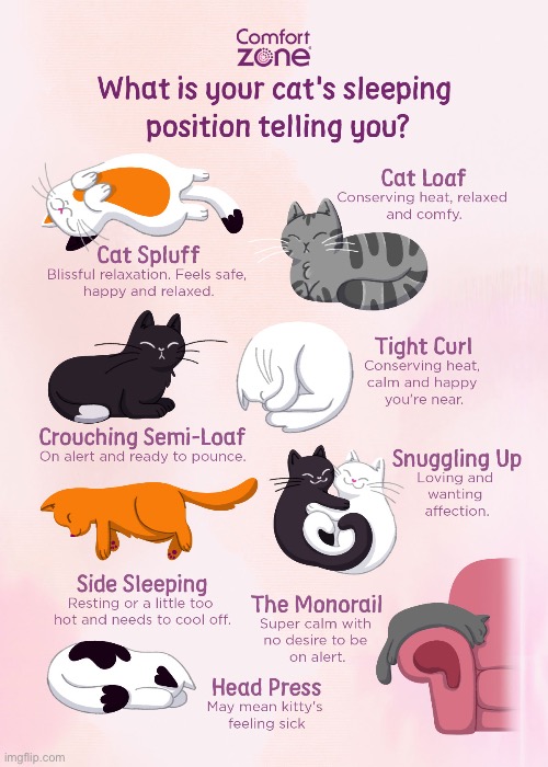 No doubt about it, cats are expert sleepers, no matter which position they choose… | image tagged in cats,sleeping,positions,information | made w/ Imgflip meme maker