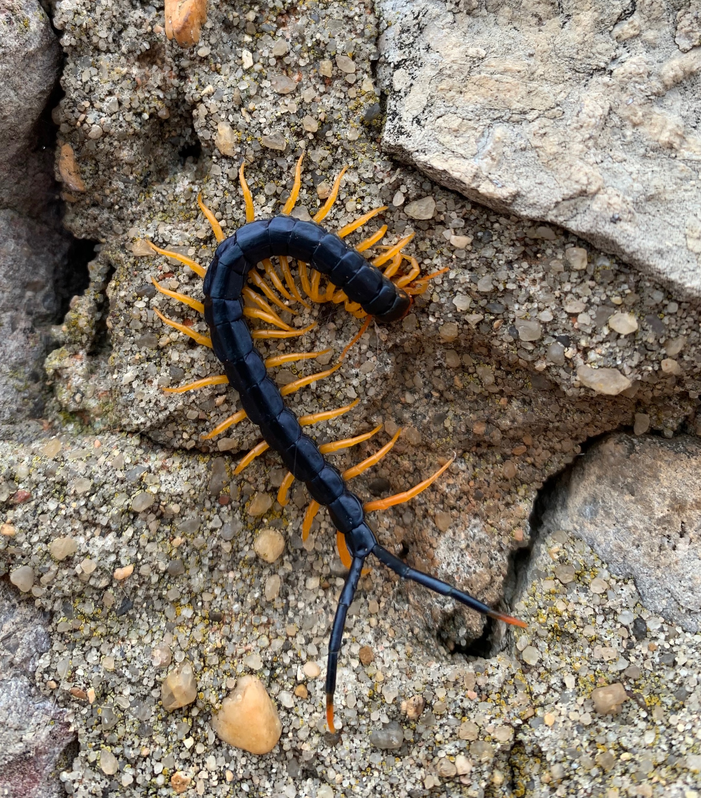 How cute | made w/ Imgflip meme maker