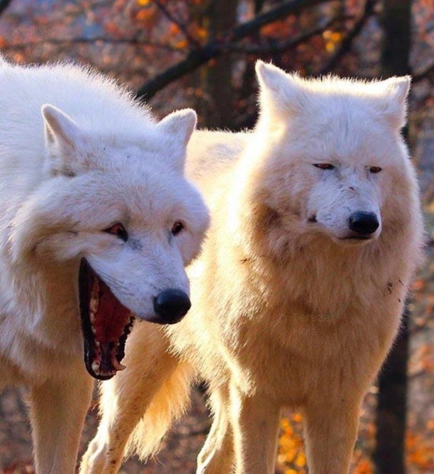 Dogs laugh Blank Meme Template