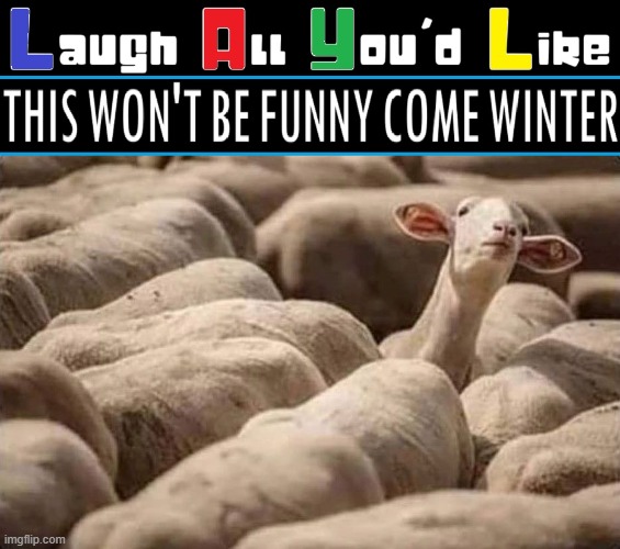 Nice Coat You Have There! | image tagged in vince vance,sheep,wool,funny animal meme,shaved,coat | made w/ Imgflip meme maker