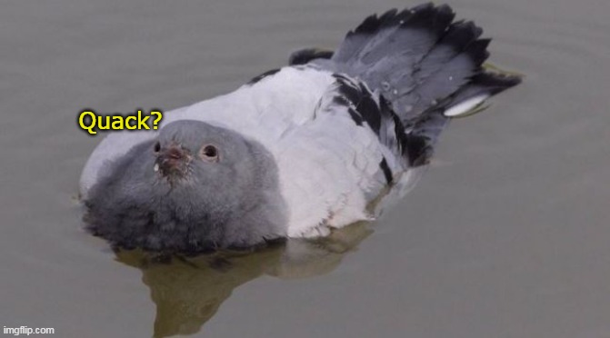 Quack? | made w/ Imgflip meme maker