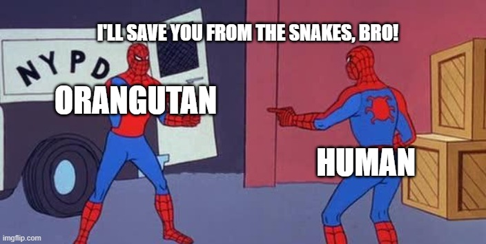 Spider Man Double | I'LL SAVE YOU FROM THE SNAKES, BRO! ORANGUTAN; HUMAN | image tagged in spider man double | made w/ Imgflip meme maker