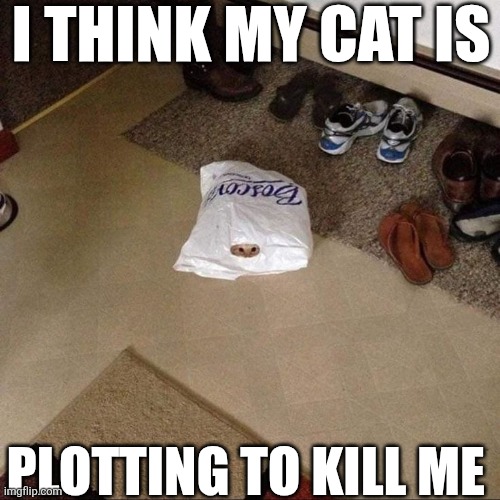 I Think My Cat Is Plotting To Kill Me | I THINK MY CAT IS; PLOTTING TO KILL ME | image tagged in chrisjoines1 | made w/ Imgflip meme maker