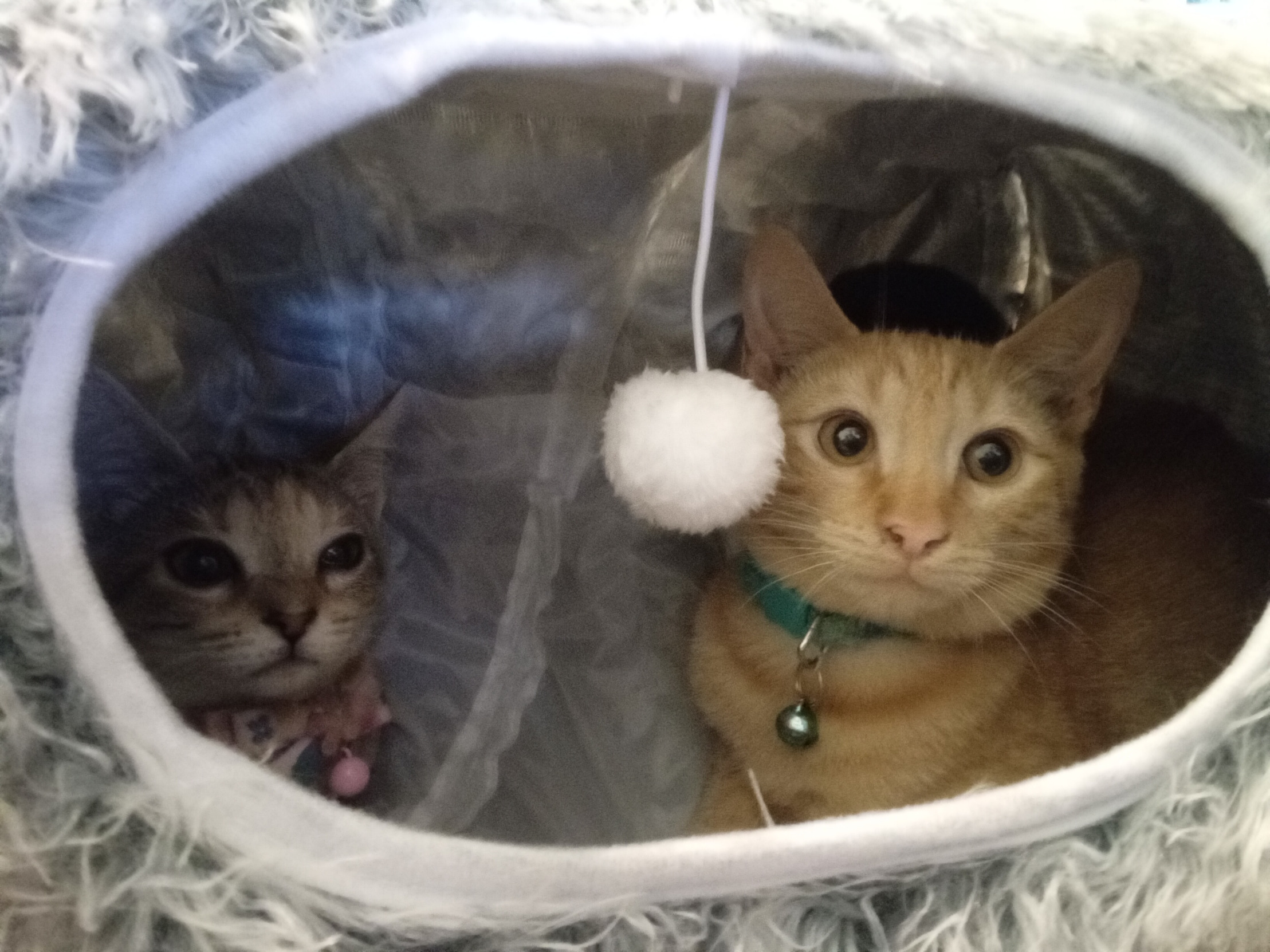 Bro How Did Both Cats Get In There? Blank Meme Template