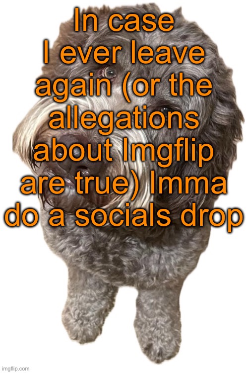 Norther's dog | In case I ever leave again (or the allegations about Imgflip are true) Imma do a socials drop | image tagged in norther's dog | made w/ Imgflip meme maker