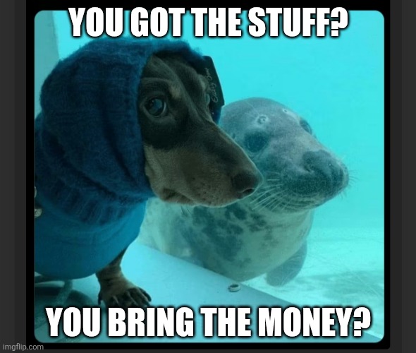Facebook marketplace | YOU GOT THE STUFF? YOU BRING THE MONEY? | image tagged in animals | made w/ Imgflip meme maker