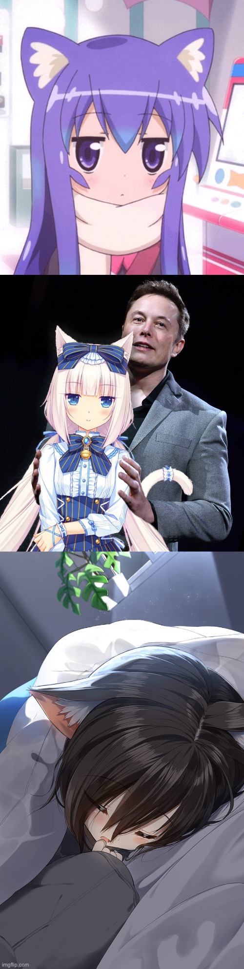 image tagged in anime nyan,ellon musk with white haired catgirl,sleeping catgirl | made w/ Imgflip meme maker