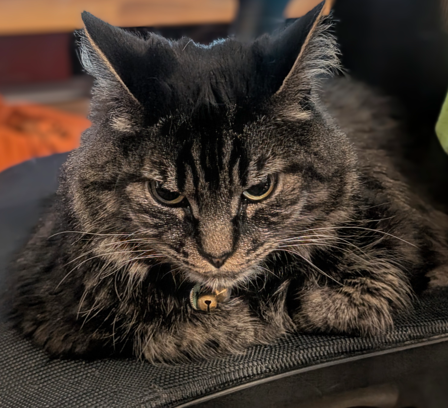 Jaq the grumpy Cat Blank Meme Template