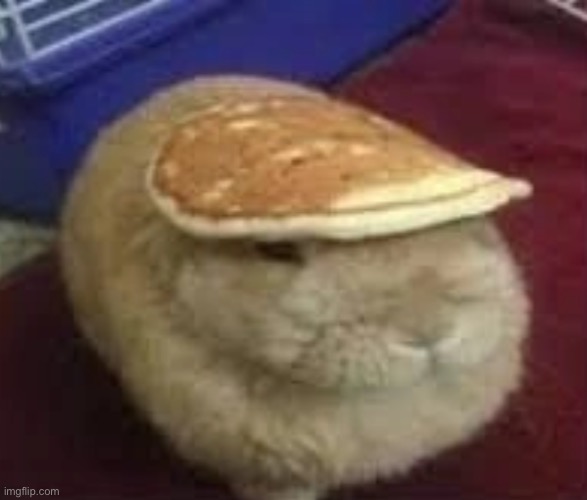 bnuuy | made w/ Imgflip meme maker