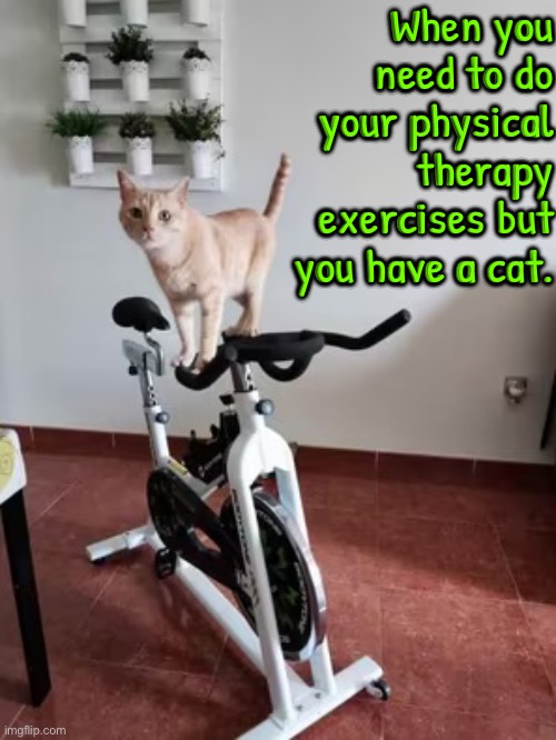 But You Have A Cat | When you need to do your physical therapy exercises but you have a cat. | image tagged in cats,funny cats,exercise,no,well now i'm not doing it,stolen | made w/ Imgflip meme maker