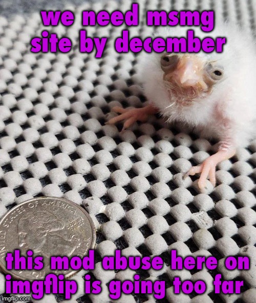 masq said andrew banned her for 24hrs because she said “common mods L” | we need msmg site by december; this mod abuse here on imgflip is going too far | image tagged in birb | made w/ Imgflip meme maker