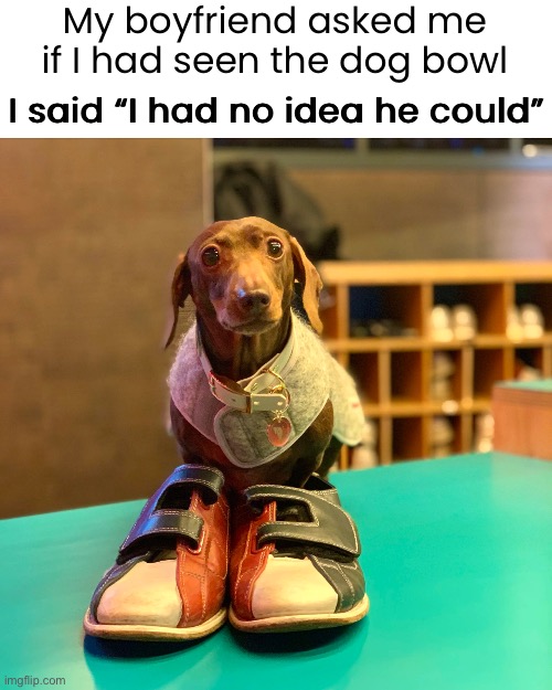 My boyfriend asked me if I had seen the dog bowl; I said “I had no idea he could” | image tagged in funny memes,dad joke,eyeroll | made w/ Imgflip meme maker