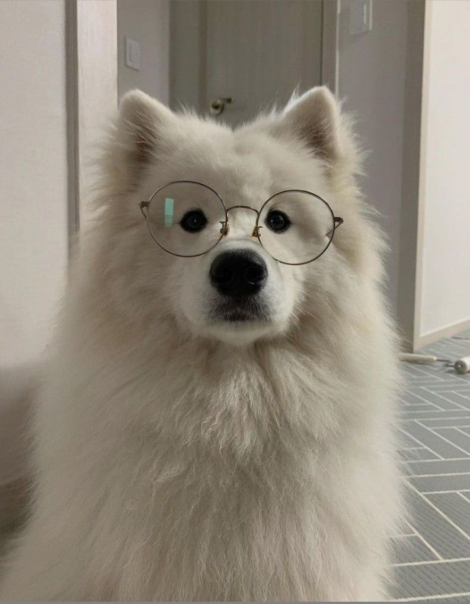 Smart samoyed Blank Meme Template