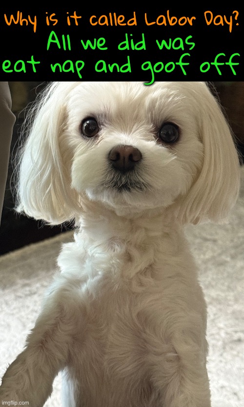 Happy Labor Day! Love, Dexter | Why is it called Labor Day? All we did was eat nap and goof off | image tagged in funny dog memes,dexter,labor day | made w/ Imgflip meme maker