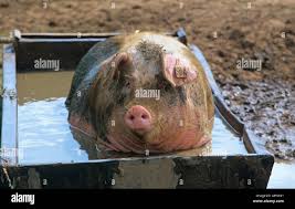 pig in a tub Blank Meme Template