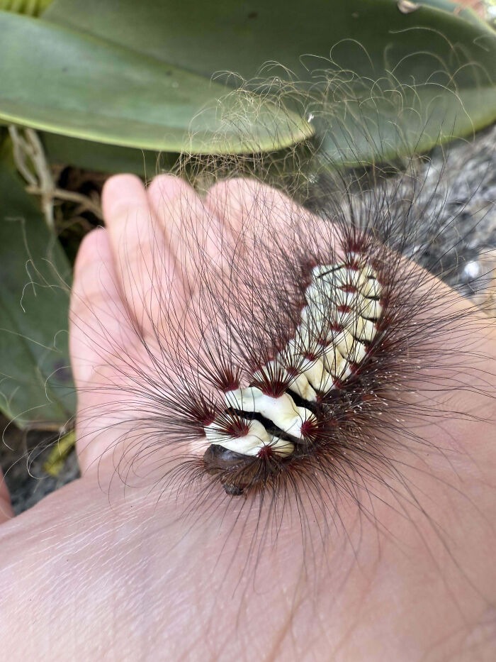 Stinging Flannel Moth Caterpillar | image tagged in photography,bugs | made w/ Imgflip meme maker
