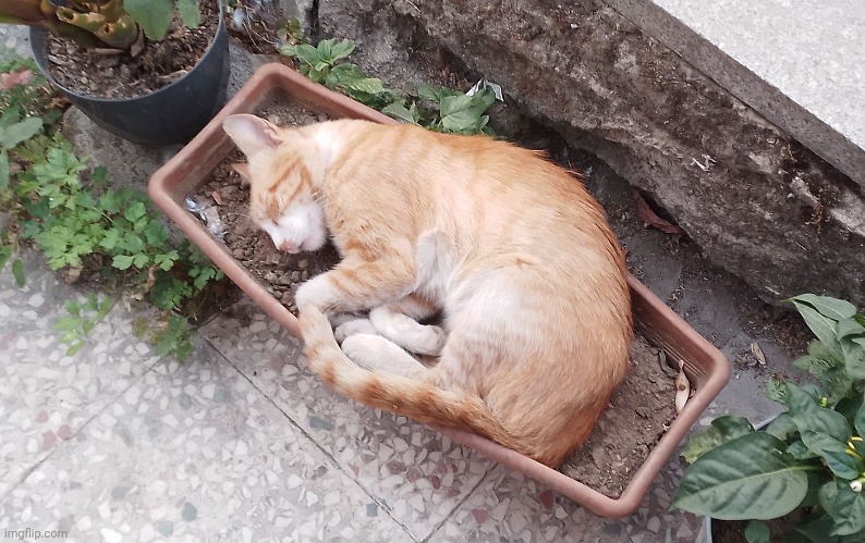 Cat in pod | image tagged in cat,plants vs zombies,plant,pod | made w/ Imgflip meme maker