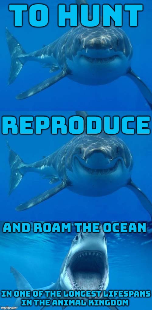 To Hunt; Reproduce; And Roam The Ocean | TO HUNT; REPRODUCE; AND ROAM THE OCEAN; IN ONE OF THE LONGEST LIFESPANS
IN THE ANIMAL KINGDOM | image tagged in bad shark pun,great white shark,sex,nature,evolution,ocean | made w/ Imgflip meme maker