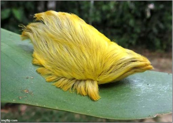 Southern Flannel Moth Caterpillar (Megalopyge opercularis) | image tagged in moths,trump | made w/ Imgflip meme maker
