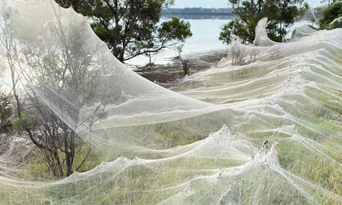 spider webs Blank Meme Template
