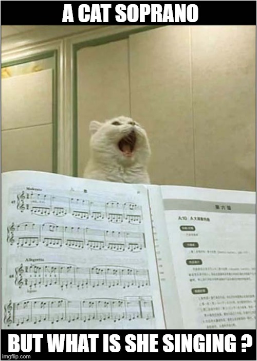Any Suggestions ? | A CAT SOPRANO; BUT WHAT IS SHE SINGING ? | image tagged in cats,sopranos,suggestions | made w/ Imgflip meme maker