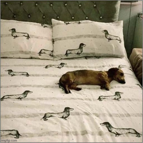 The Dogs On The Bed ! | image tagged in dogs,dachshund,bed,play on words | made w/ Imgflip meme maker