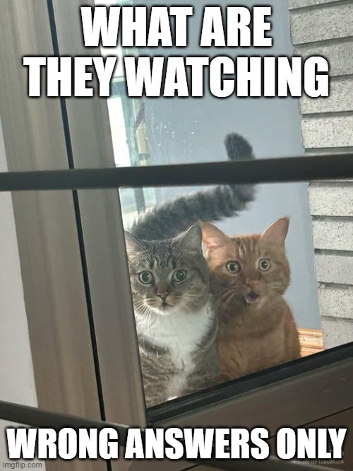 Surprised Cats | WHAT ARE THEY WATCHING; WRONG ANSWERS ONLY | image tagged in cats | made w/ Imgflip meme maker