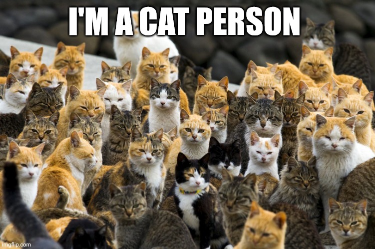 Cat person | I'M A CAT PERSON | image tagged in many cats,funny memes | made w/ Imgflip meme maker