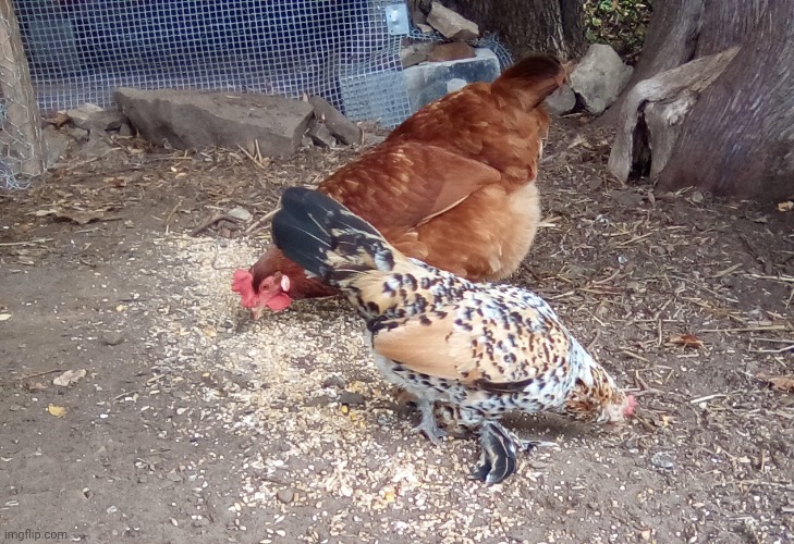 Chickn | made w/ Imgflip meme maker