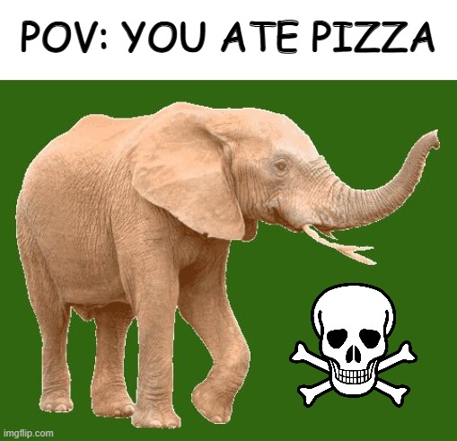 pizza yum yum | POV: YOU ATE PIZZA | image tagged in elephantitis of the existence,elephant,surreal,funny | made w/ Imgflip meme maker