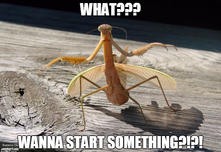 Fight the Mantis | image tagged in repost | made w/ Imgflip meme maker