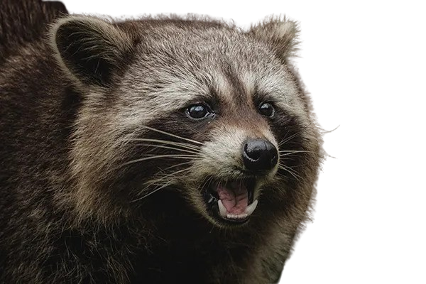 Raccoon Blank Meme Template