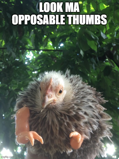 look ma opposable thumbs | LOOK MA OPPOSABLE THUMBS | image tagged in ah so scary | made w/ Imgflip meme maker