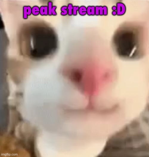 hai :3 | peak stream :D | image tagged in hai 3 | made w/ Imgflip meme maker