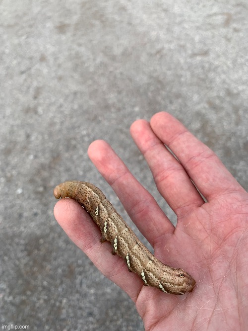 Dumb Sphinx moth caterpillar | made w/ Imgflip meme maker