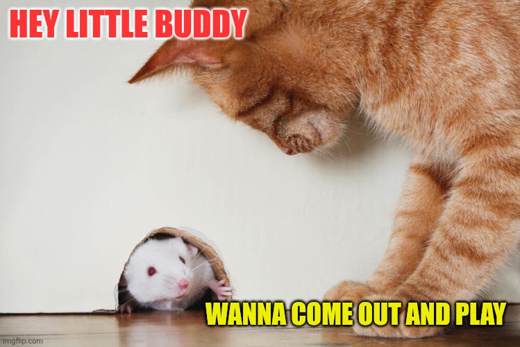 Hey Little Buddy | HEY LITTLE BUDDY; WANNA COME OUT AND PLAY | image tagged in funny memes | made w/ Imgflip meme maker