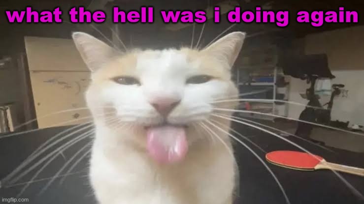 Milly the silly cat Bleh Cat | what the hell was i doing again | image tagged in milly the silly cat bleh cat | made w/ Imgflip meme maker