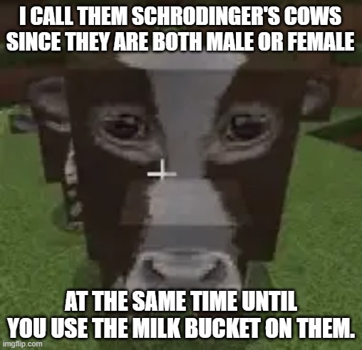 cows | I CALL THEM SCHRODINGER'S COWS SINCE THEY ARE BOTH MALE OR FEMALE; AT THE SAME TIME UNTIL YOU USE THE MILK BUCKET ON THEM. | image tagged in minecraft,funny,viral | made w/ Imgflip meme maker