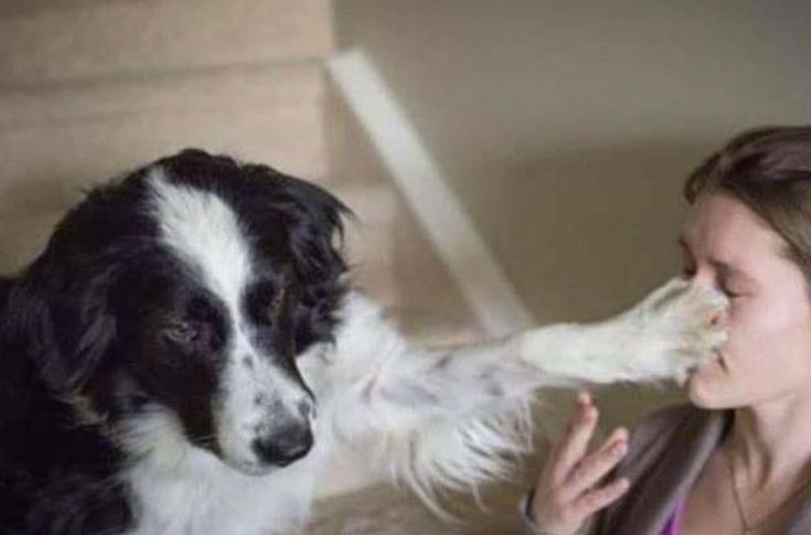 Chrisjoines1 Blank Meme Template